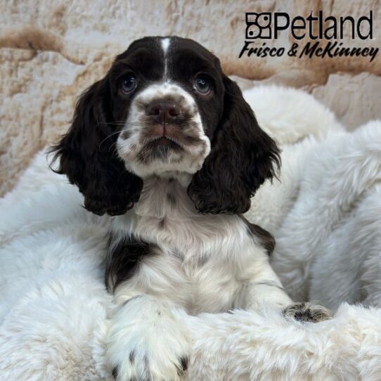 [#M00203] Brown and White M Cocker Spaniel Puppies for Sale