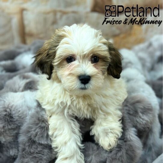 [#M00132] Gold and White F Teddy Bear Puppies for Sale