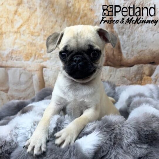 [#M00454] Fawn F Pug Puppies for Sale
