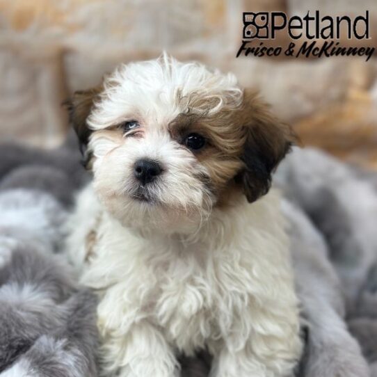 [#M00194] Red and White M Bichon Poo Puppies for Sale