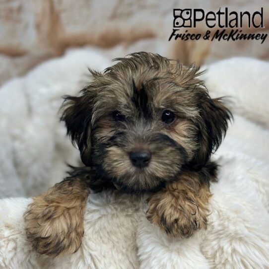 [#M00733] Fawn Sable F Havanese Puppies for Sale