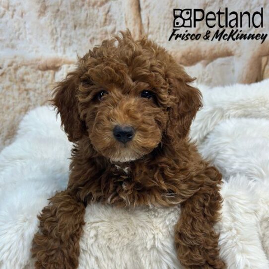 [#25129-01] Red / White F Goldendoodle Mini F1b Puppies for Sale