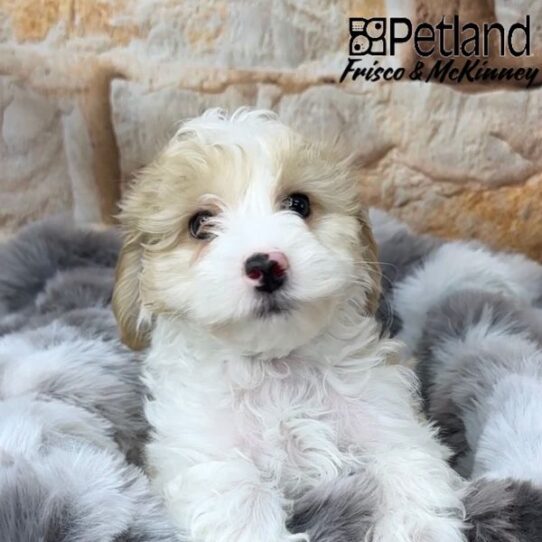 [#25131-06] Blenheim / White F Cavapoo Puppies for Sale