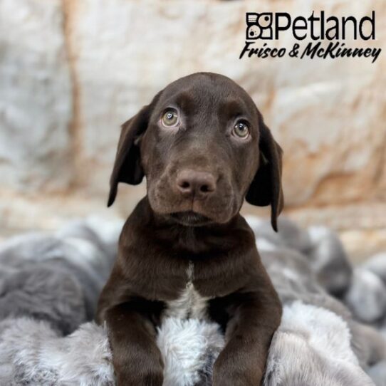 [#M00295] Chocolate M Labrador Retriever Puppies for Sale