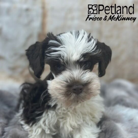 [#M00498] Liver and White F Confetti Schnauzer Puppies for Sale