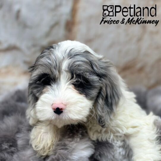 [#M00386] Blue Roan F Cockapoo Puppies for Sale