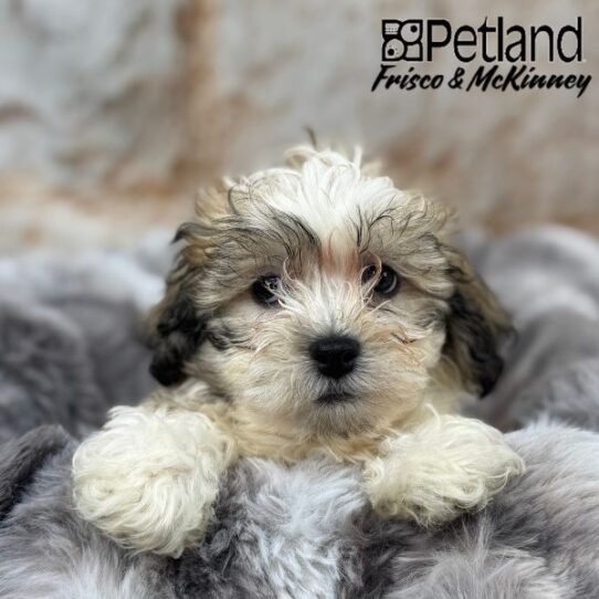 [#M00726] Gold and White M Teddy Bear Puppies for Sale