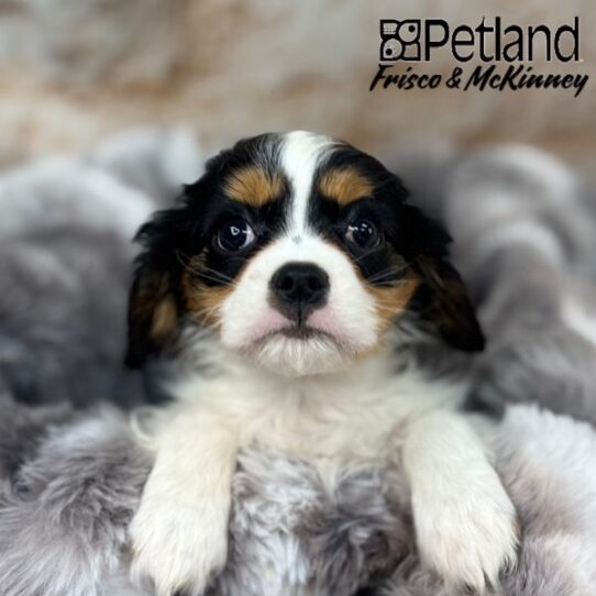 [#M00777] Black and White M Cavalier King Charles Spaniel Puppies for Sale