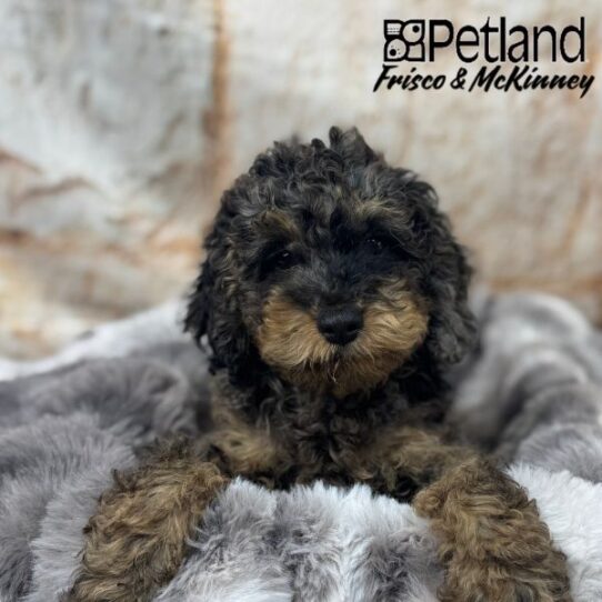[#M03065] Blue Roan M Cockapoo Puppies for Sale