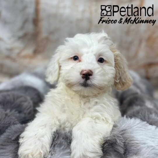 [#25146-01] Cream M Havapoo Puppies for Sale