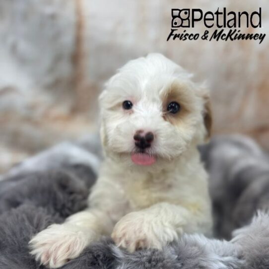 [#25146-02] Cream M Havapoo Puppies for Sale
