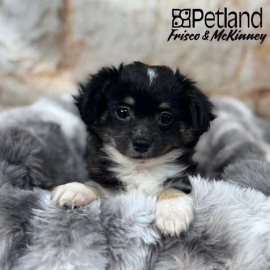 [#M00764] Black and Tan M Chihuahua Puppies for Sale