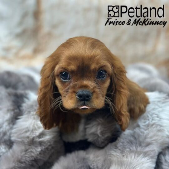 [#25154-03] Ruby F Cavalier King Charles Spaniel Puppies for Sale