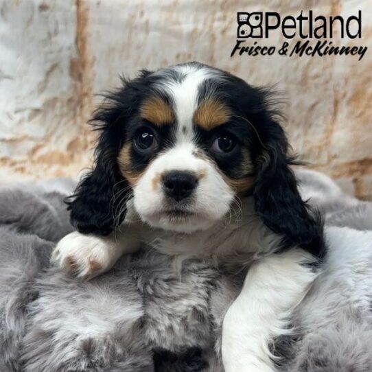 [#M00778] Black and White F Cavalier King Charles Spaniel Puppies for Sale