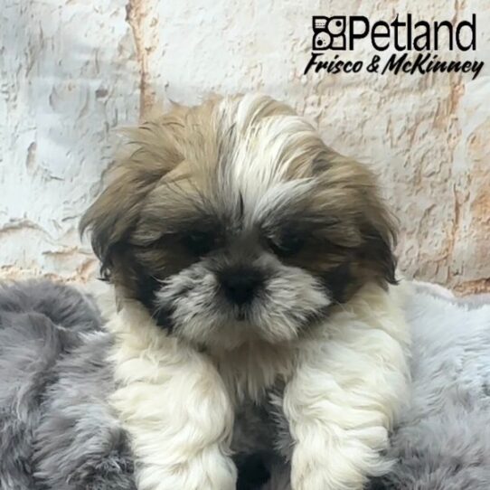 [#25148-02] Gold / White M Shih Tzu Puppies for Sale