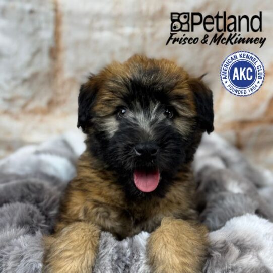 [#M00602] Wheaten F Soft Coated Wheaten Terrier Puppies for Sale