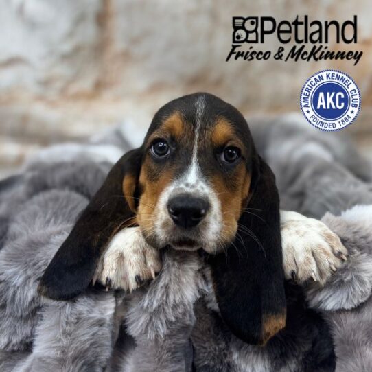 [#M02994] Black White and Tan M Basset Hound Puppies for Sale