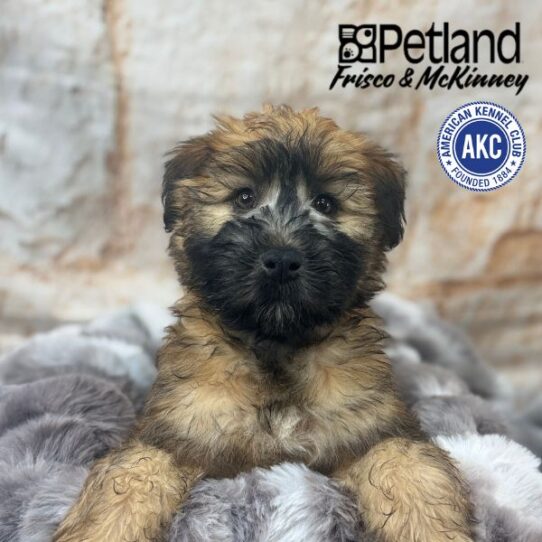 [#M00605] Wheaten M Soft Coated Wheaten Terrier Puppies for Sale