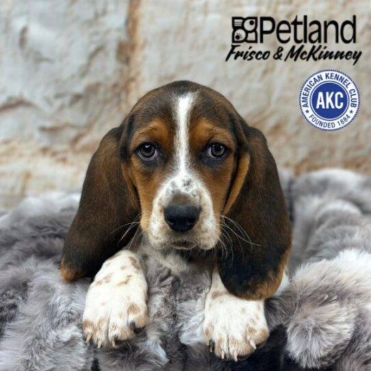 [#M02996] Black White and Tan F Basset Hound Puppies for Sale