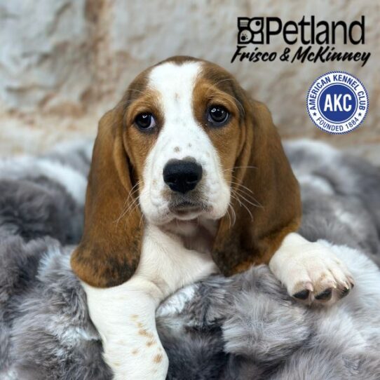 [#M02992] Black White and Tan F Basset Hound Puppies for Sale
