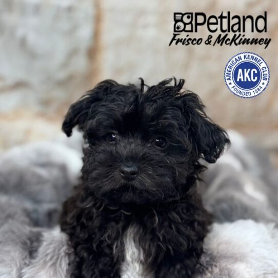 [#M00535] Black M Havanese Puppies for Sale