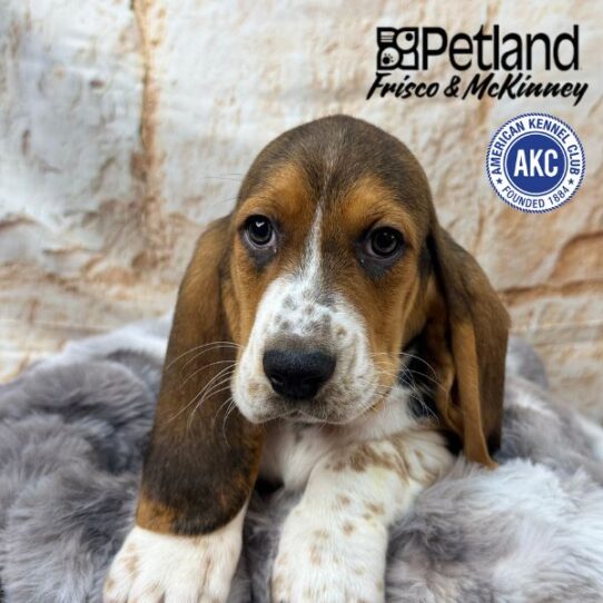 [#M02991] Black White and Tan M Basset Hound Puppies for Sale