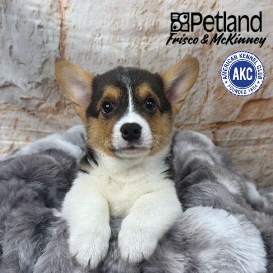 [#M02999] Black and White M Pembroke Welsh Corgi Puppies for Sale