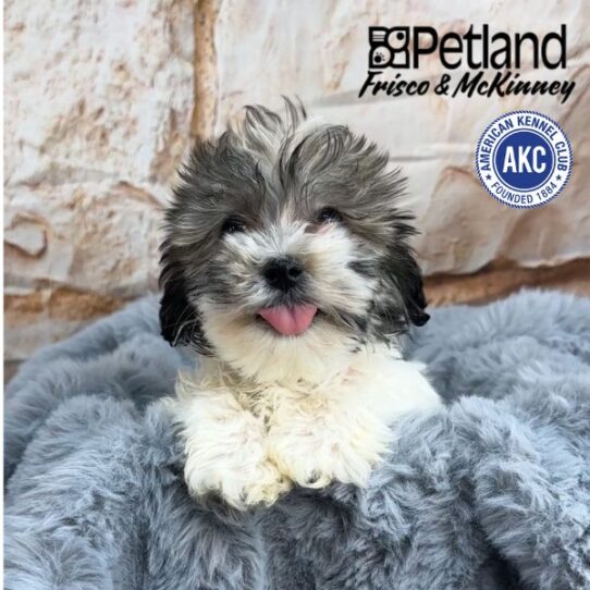 [#L16464] Gold Brindle F Havanese Puppies for Sale