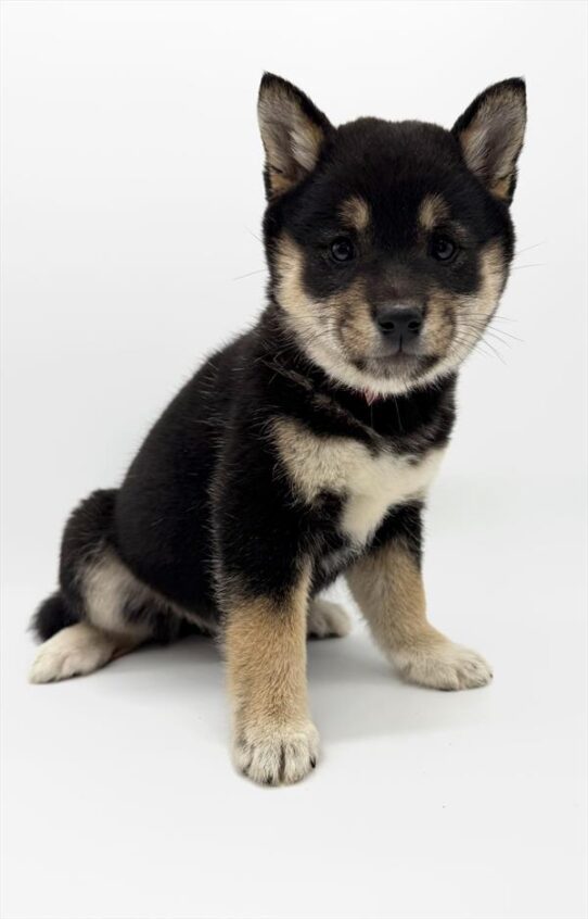 [#255-01] Black Tan / White F Shiba Inu Puppies for Sale