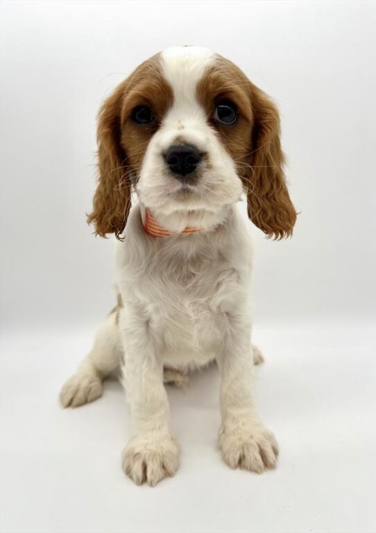 [#254-01] Blenheim M Cavalier King Charles Spaniel Puppies for Sale