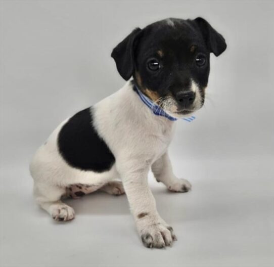 [#259-01] White M Jack Russell Terrier Puppies for Sale