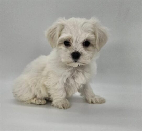 [#2510-03] White M Maltese Puppies for Sale