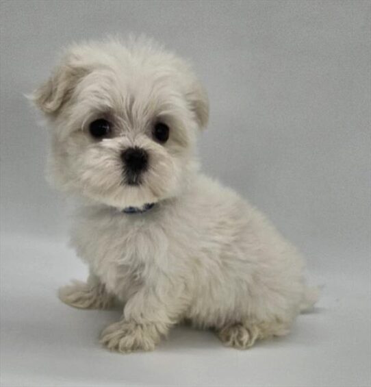 [#2510-04] White F Maltese Puppies for Sale