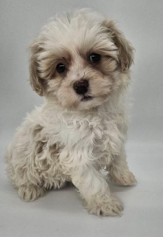 [#2514-04] Apricot F Havapoo Puppies for Sale