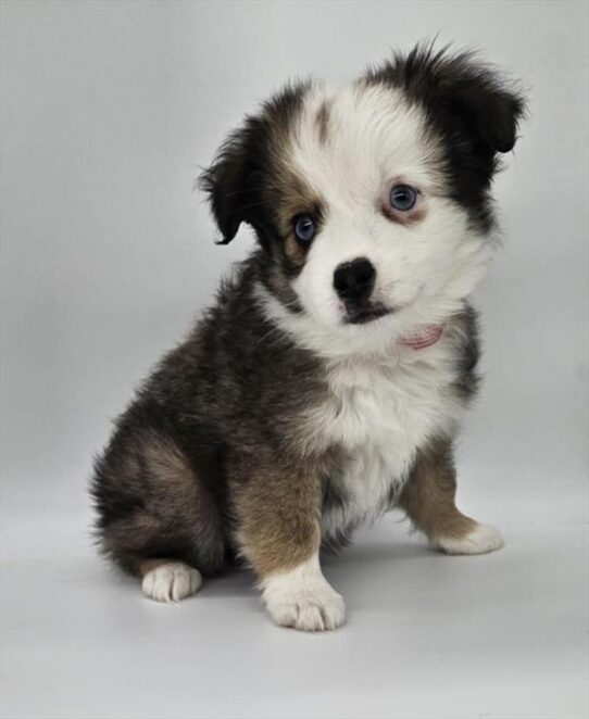 [#2516-03] Sable F Miniature Australian Shepherd Puppies for Sale