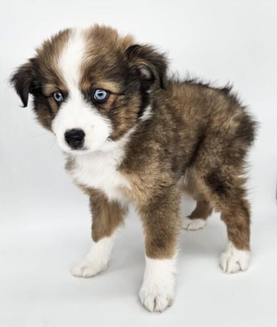 [#2516-04] Sable F Miniature Australian Shepherd Puppies for Sale