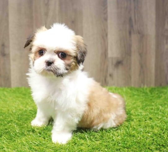 [#25680-02] Gold / White F Shih Tzu Puppies for Sale