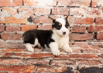 [#M00866] Black and Tan F Pembroke Welsh Corgi Puppies for Sale