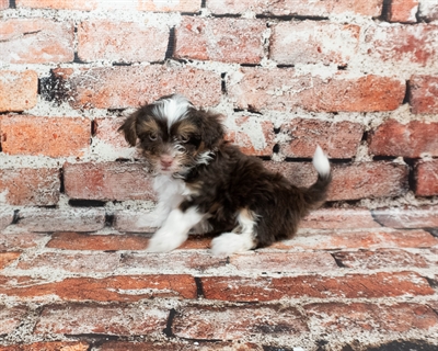 [#M01077] Chocolate M Havanese Puppies for Sale