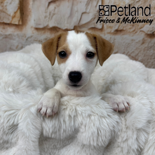 [#25161-04] White / Red F Jack Russell Terrier Puppies for Sale