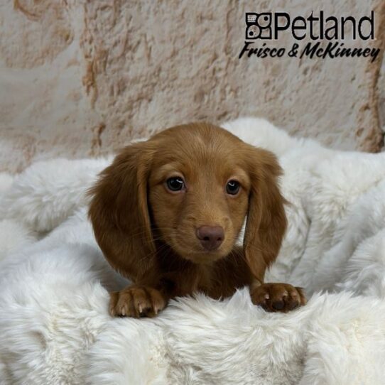 [#M01120] Red M Dachshund Puppies for Sale