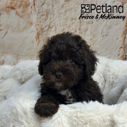 [#2539-03] Chocolate M NewfyPoo Mini Puppies for Sale