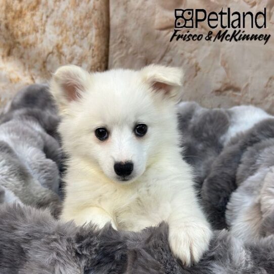 [#M01681] White F American Eskimo Puppies for Sale