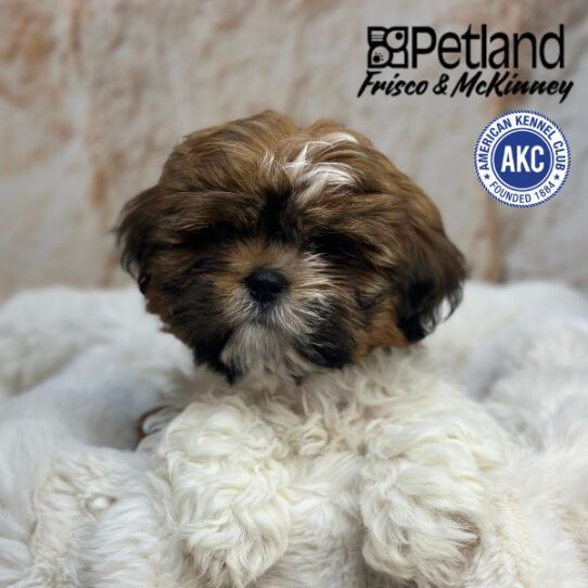 [#M02118] Red Gold F Lhasa Apso Puppies for Sale