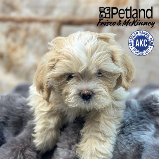 [#M01478] Cream F Lhasa Apso Puppies for Sale