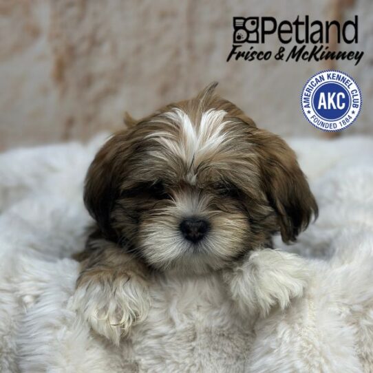 [#M01481] Golden F Lhasa Apso Puppies for Sale
