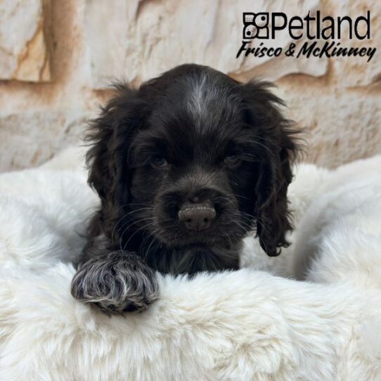 [#25676-02] Brown M Cocker Spaniel Puppies for Sale