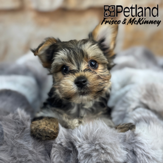 [#25689-05] Black / Tan F Yorkshire Terrier Puppies for Sale