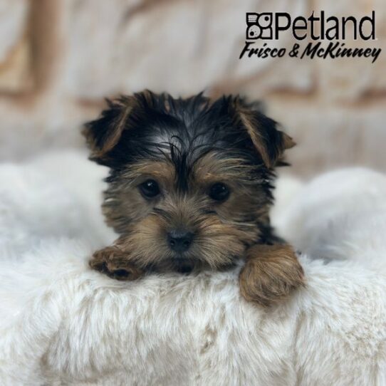 [#25681-02] Black / Tan F Yorkshire Terrier Puppies for Sale