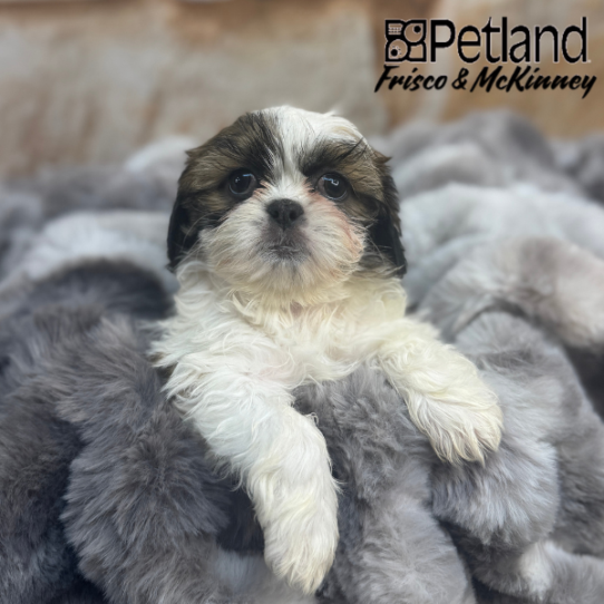 [#25680-03] Gold / White F Shih Tzu Puppies for Sale